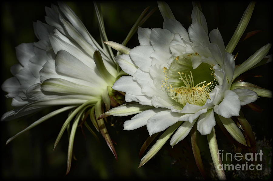 Night Blooming Cactus Flowers Photograph by Saija Lehtonen - Fine Art  America