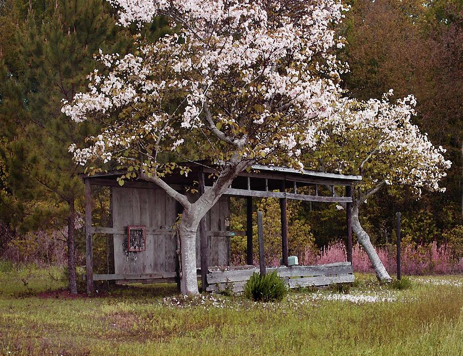 White Tree and Old Barn Digital Art by Michael Thomas