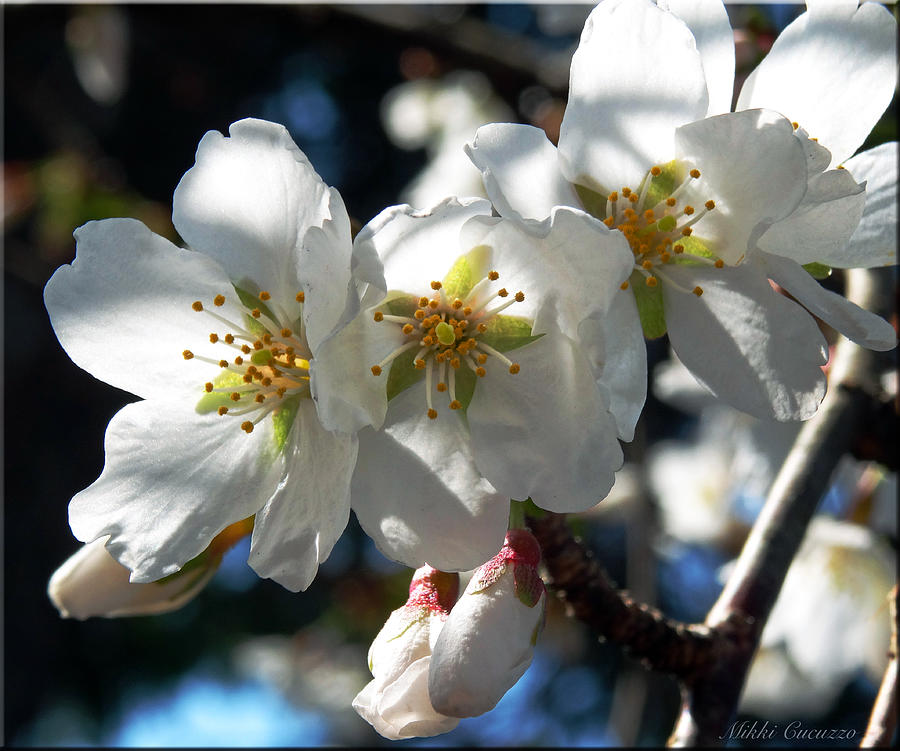 White Tree Blossoms Photograph by Mikki Cucuzzo