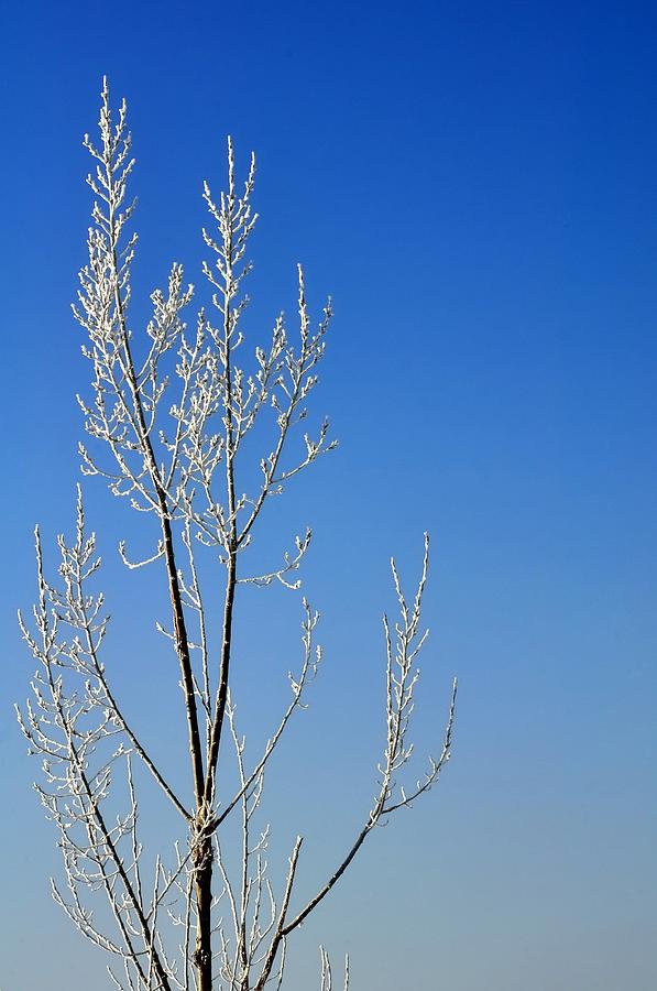 White Tree Blue Sky Photograph