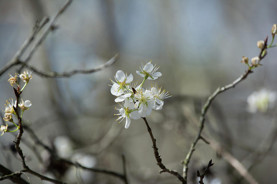 White Tree Bud Photograph by John Benedict