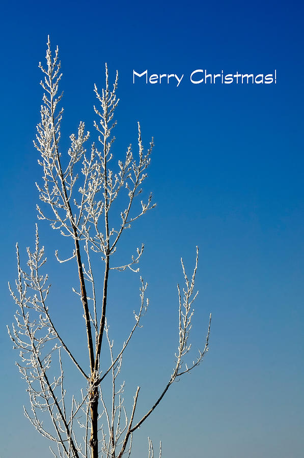 White Tree Christmas Card Photograph by Jerry Sodorff