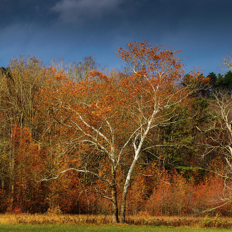 White Tree In Autumn At Cades Cove, Tennessee, The Smokies Photograph