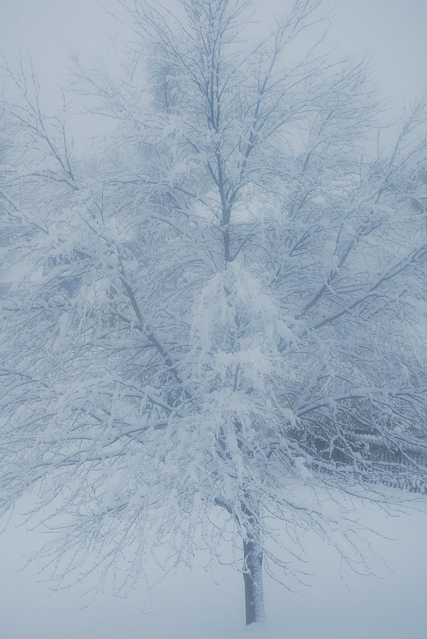 Winter Photograph - White Tree by Peter  McIntosh