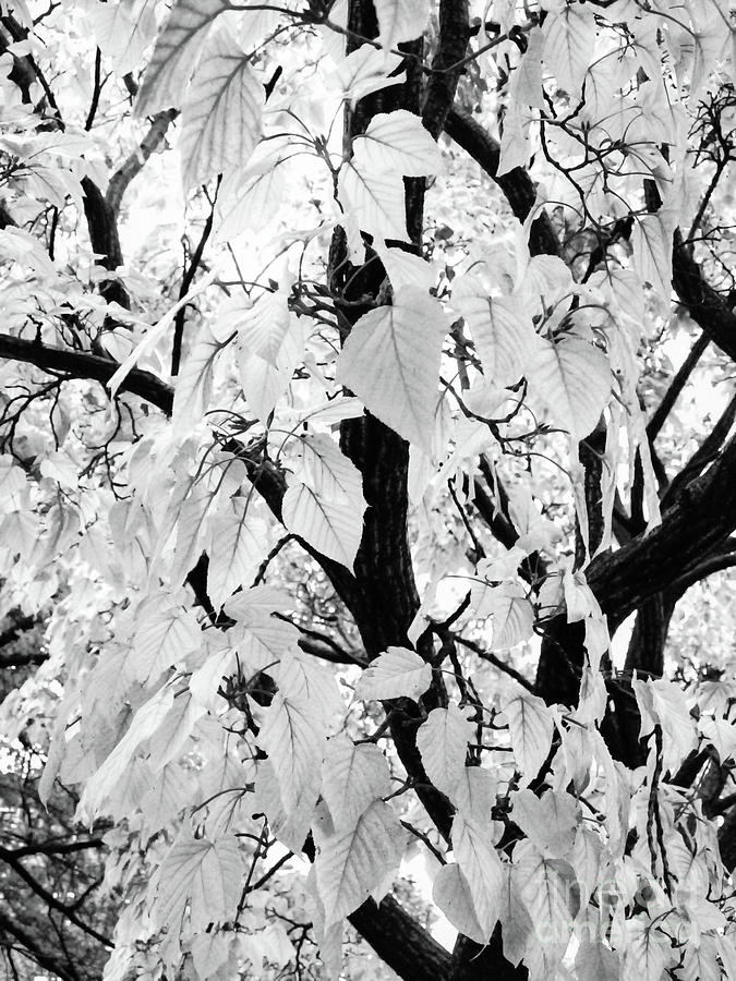 White Tree Photograph