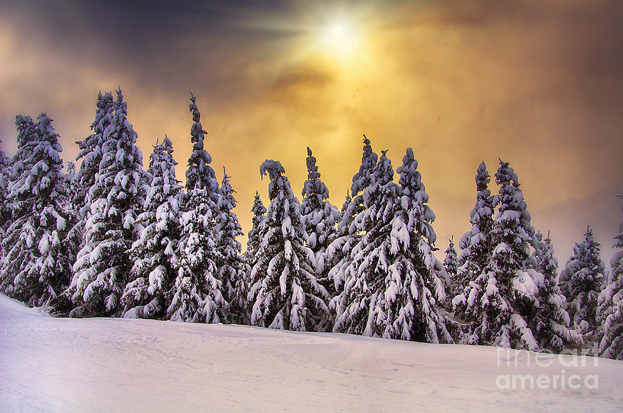 White Photograph - White trees by Alessandro Giorgi Art Photography White Photograph - White trees by Alessandro Giorgi Art Photography