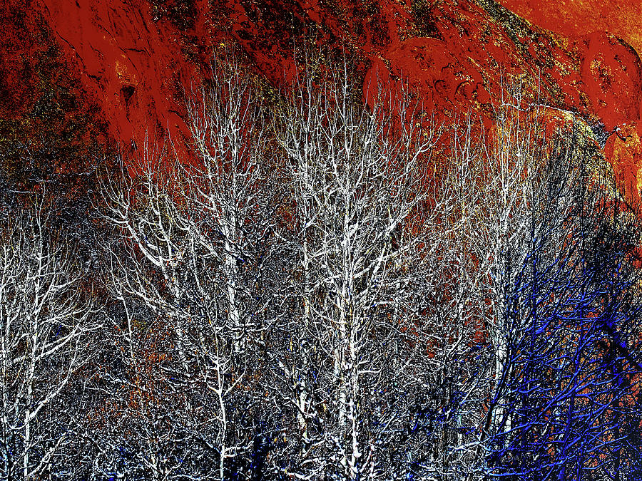 White Trees  Red Rocks  Digital Art by Lena Owens - OLena Art Vibrant Palette Knife and Graphic Design