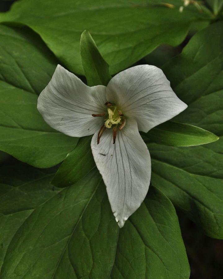 White Trillium Photograph by Charles Lucas