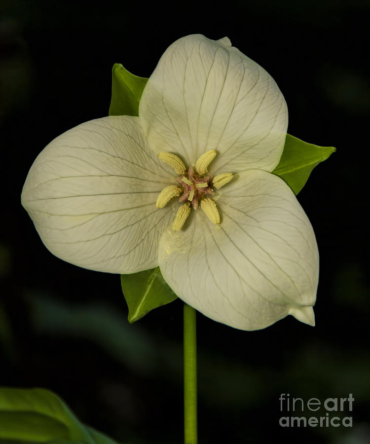 White Trillium for Easter Photograph by Barbara Bowen