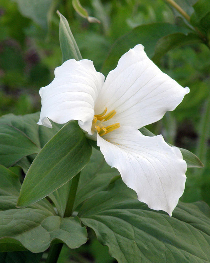 Flower Photograph - White Trillium by Jean Hall