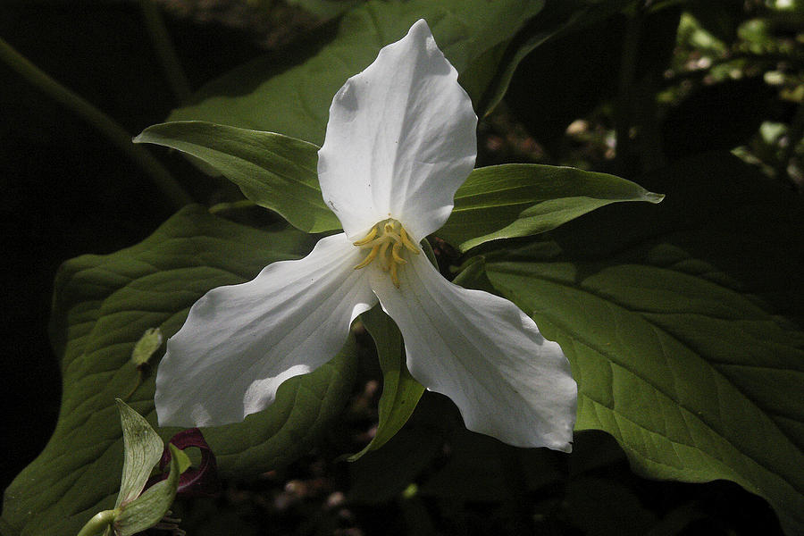 White Trillium Photograph by Nancy Griswold