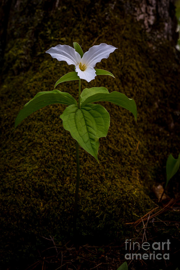 White Trillium Photograph by Roger Monahan