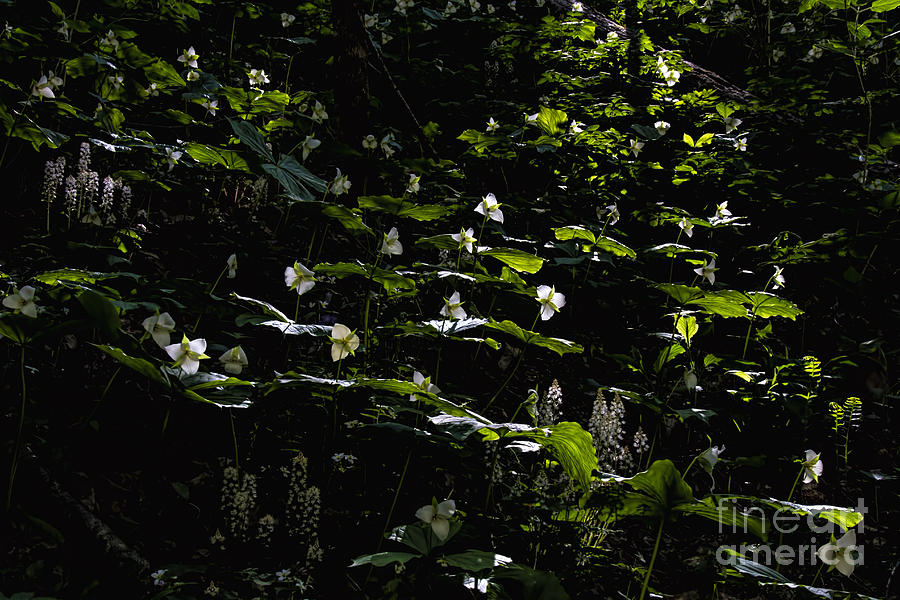 White Trilliums reaching for the Warm Sunbeam Photograph by Barbara Bowen