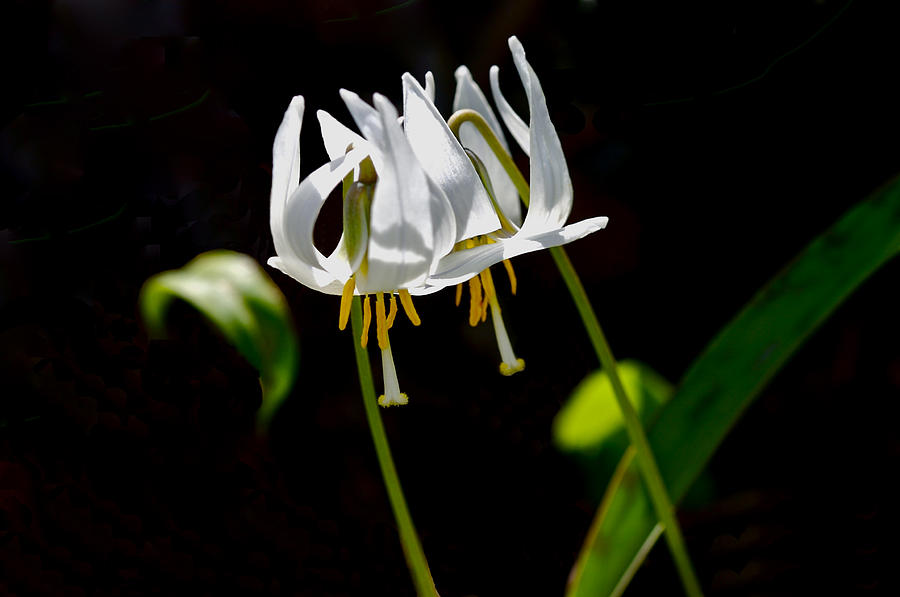 White Trout Lily Photograph by Jack R Perry