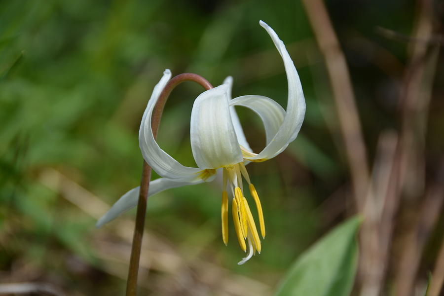 Lily Photograph - White Trout Lily by Lena Photo Art