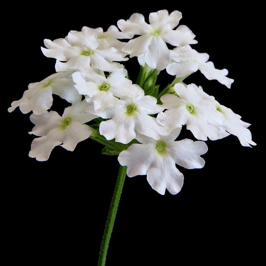 White Tukana Verbena Flower Photograph by Sandra Foster