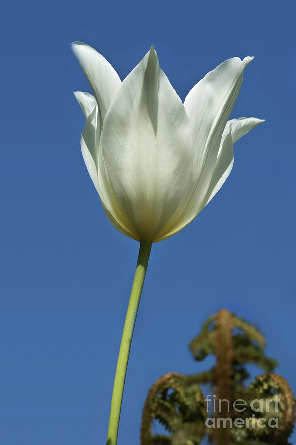 White Tulip and Blue Sky Photograph by Terri Waters