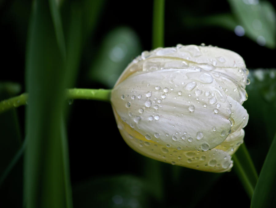 Tulip Photograph - White Tulip and Raindrops by Robert Ullmann