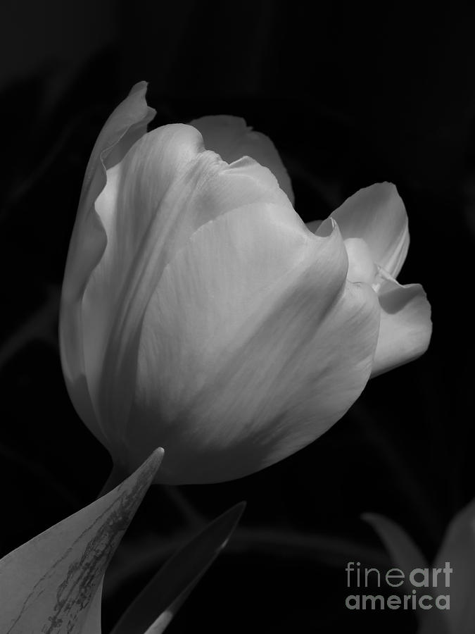 White Tulip Photograph by Anita Adams