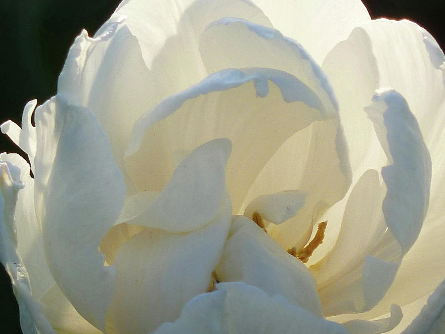 White Tulip at Sunset Photograph by Cris Fulton