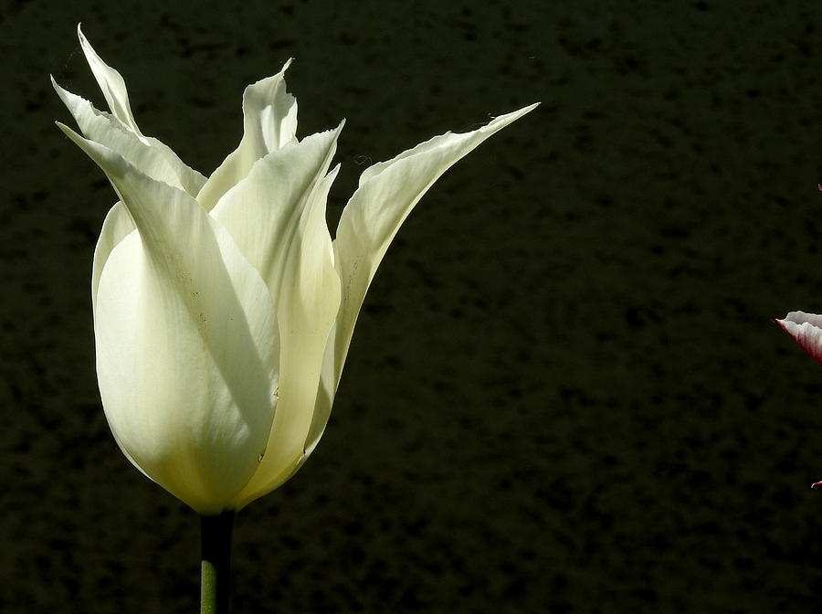 White Tulip Photograph by Betty-Anne McDonald