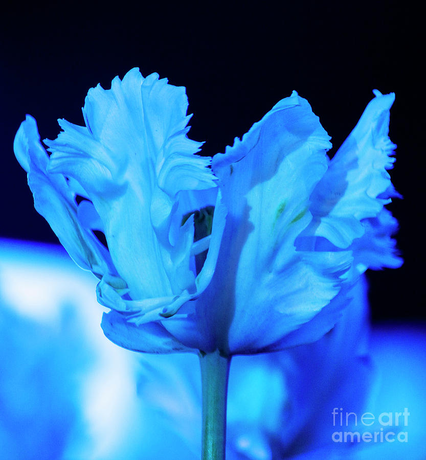 White Tulip - Blue Photograph by Angela DeFrias