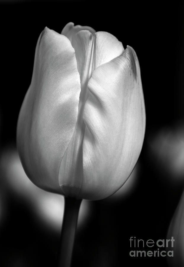 Tulip Photograph - White Tulip by Chris Scroggins