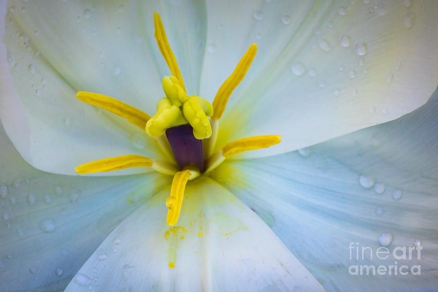 White Tulip Closeup Photograph by Inge Johnsson
