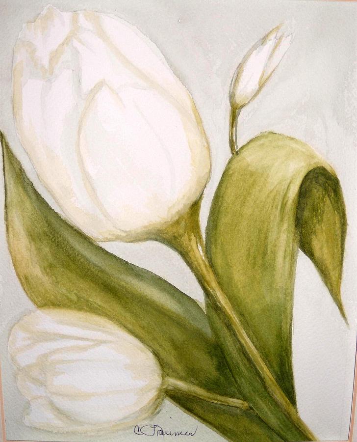 White Tulip Constance Larimer