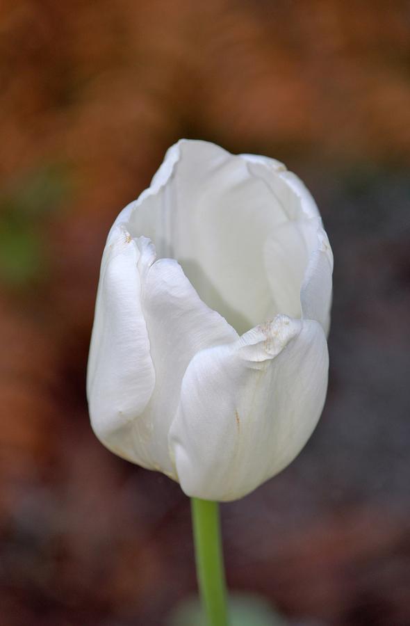 White Tulip Photograph by Cynthia Guinn
