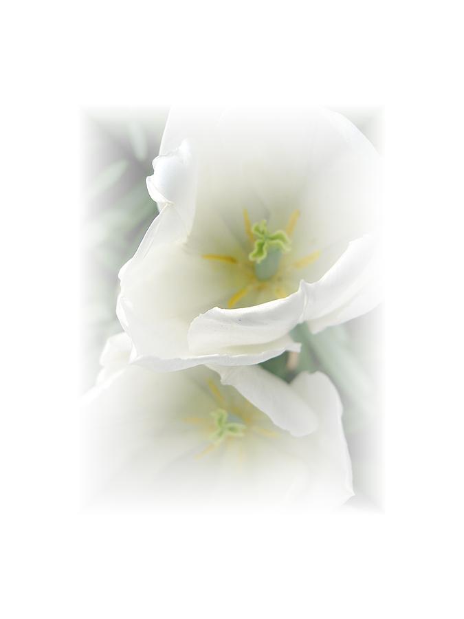 White Tulip Fantasy Photograph by Carolyn Jacob