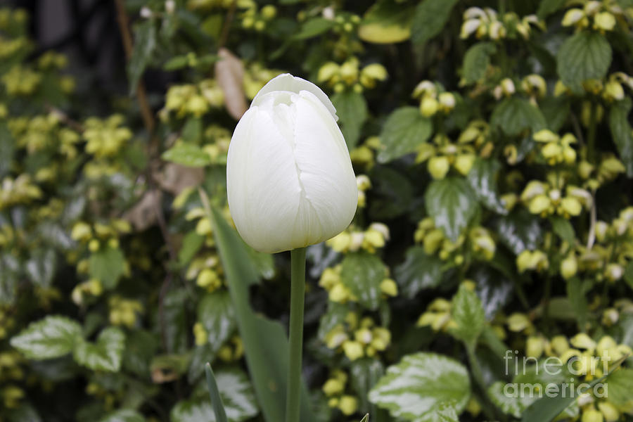 White Tulip Floral Photograph by Donna L Munro