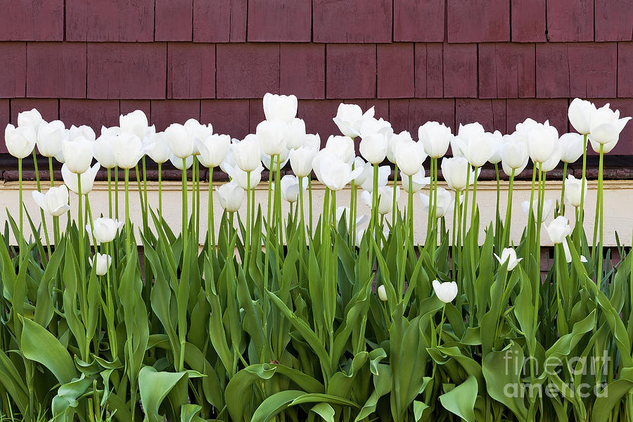 White Tulip Flower Bed Photograph