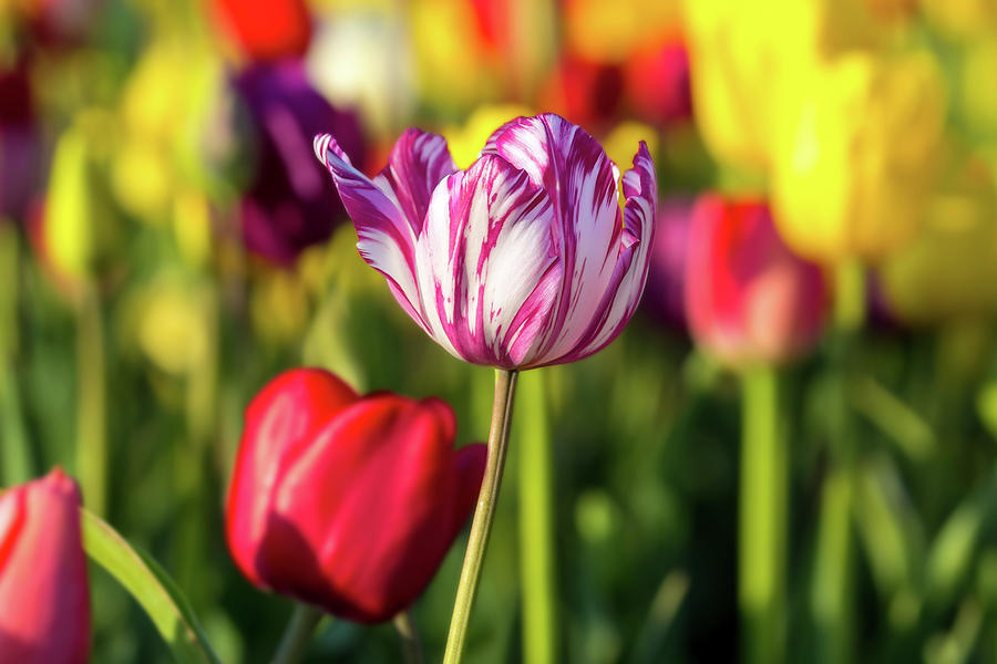 White Tulip Flower with Pink Stripes Photograph by David Gn