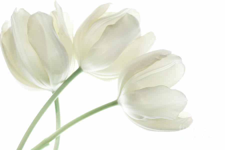 White Tulip Flowers Photograph by Charline Xia