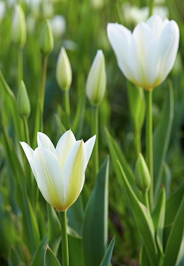 White tulip Photograph by Garden Gate magazine