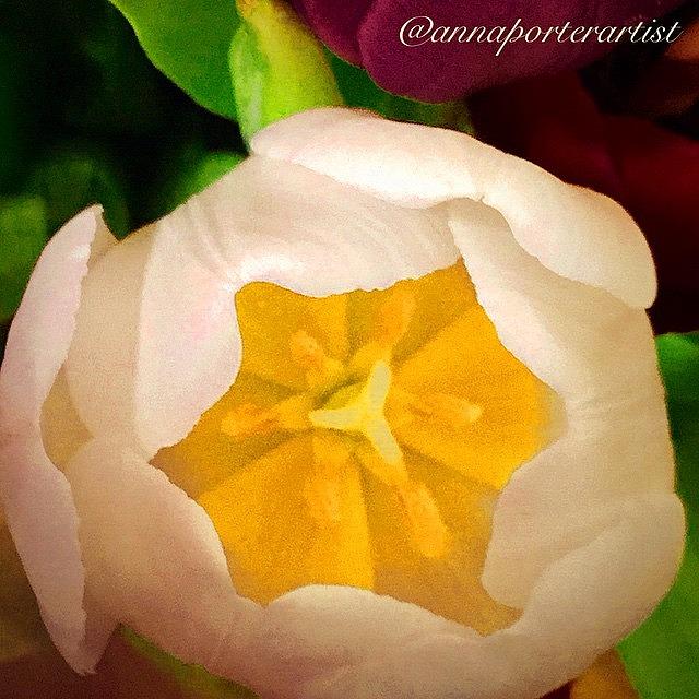 Garden Styles Photograph - White Tulip Glow, Apple Ipad Air 2 by Anna Porter