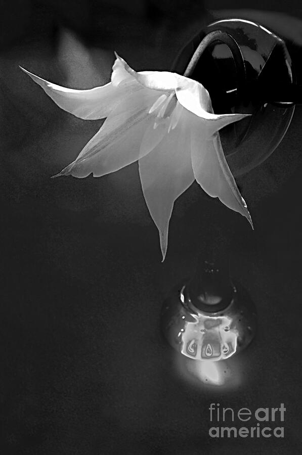 White Tulip In A Glass Vase In Black And White. Photograph