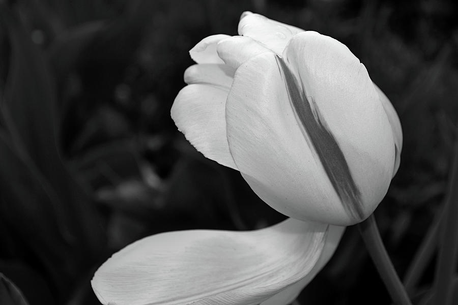 White Tulip in Black and White Photograph by Nadalyn Larsen