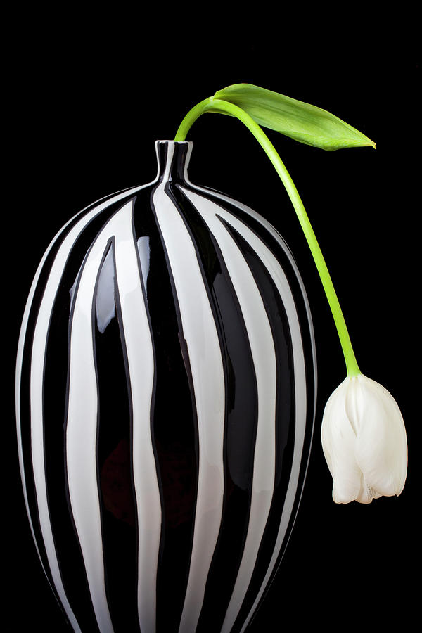 Flower Photograph - White tulip in striped vase by Garry Gay