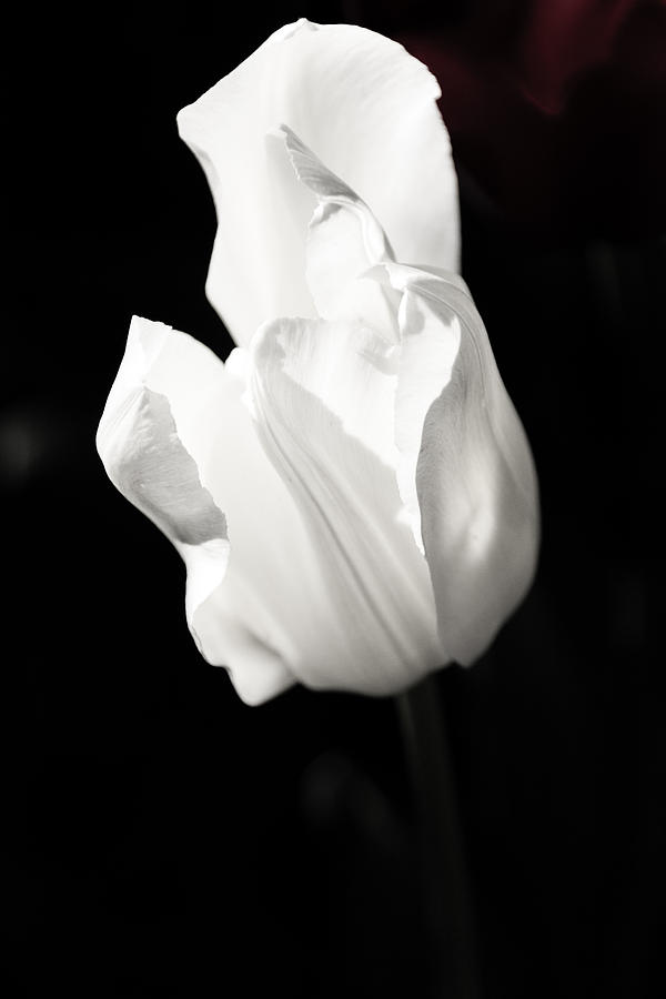 White Tulip Photograph by Jay Stockhaus