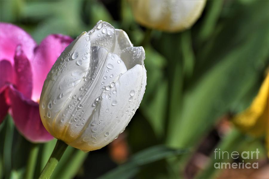 White Tulip Photograph by Julie Adair