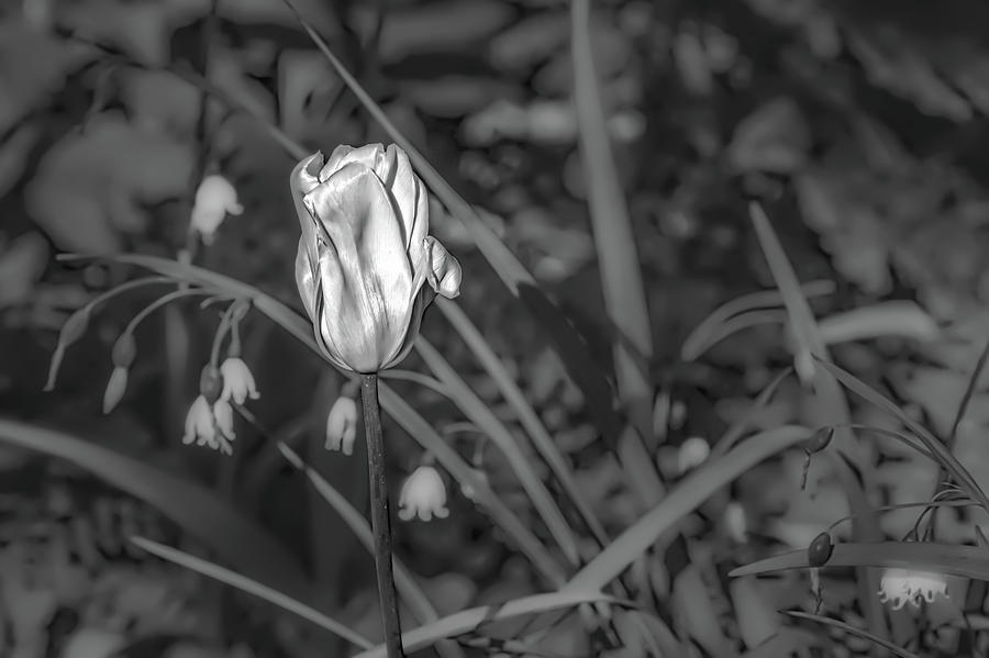 White tulip June 2016 BW.  Photograph by Leif Sohlman