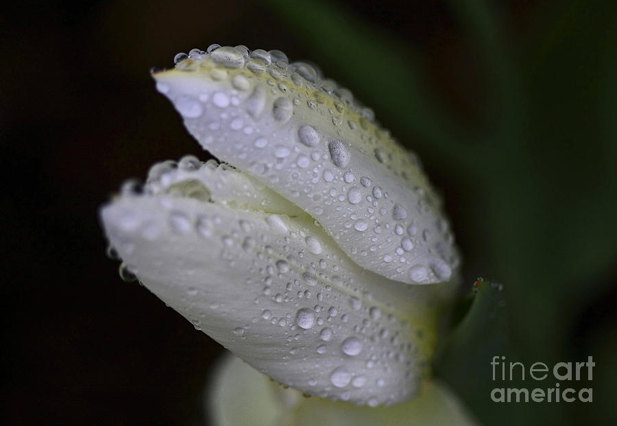 White Tulip Macro Photograph by Deborah Benoit