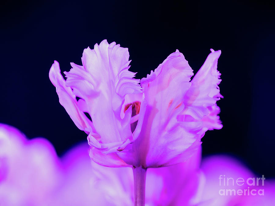 White Tulip - Magenta Photograph by Angela DeFrias