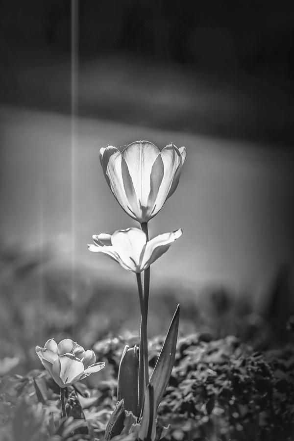 White tulip May 2016 #1 bw  Photograph by Leif Sohlman