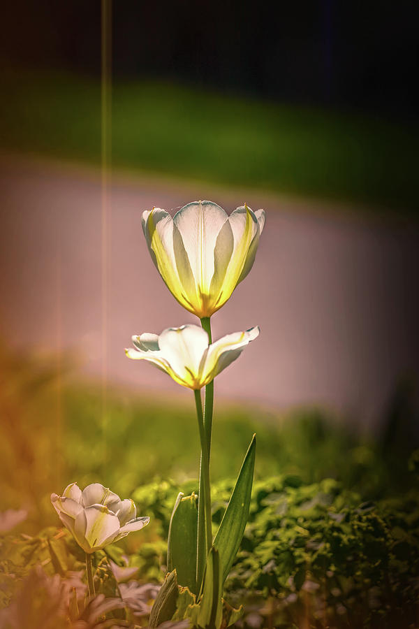 White tulip May 2016 #1 Photograph by Leif Sohlman