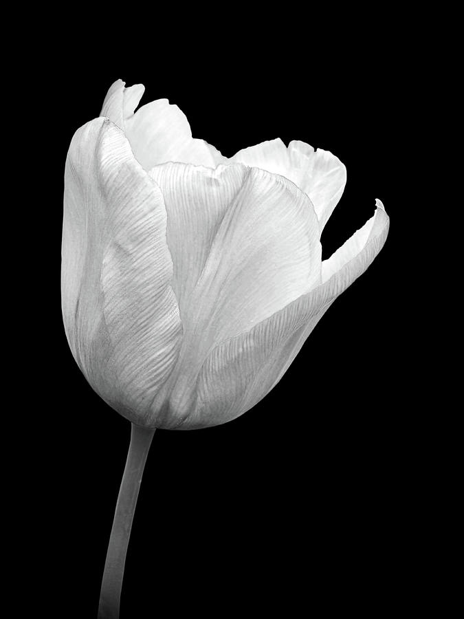 White Tulip Open Photograph by Gill Billington