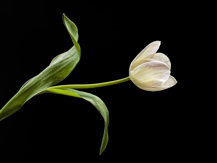 White Tulip Photograph by Robert Ullmann