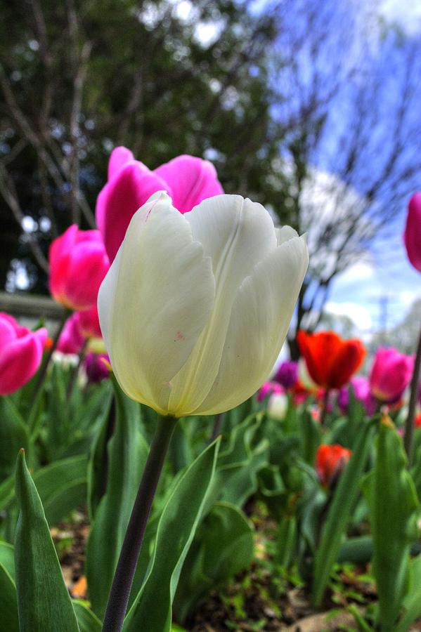 White Tulip Photograph by FineArtRoyal Joshua Mimbs